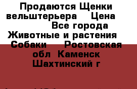 Продаются Щенки вельштерьера  › Цена ­ 27 000 - Все города Животные и растения » Собаки   . Ростовская обл.,Каменск-Шахтинский г.